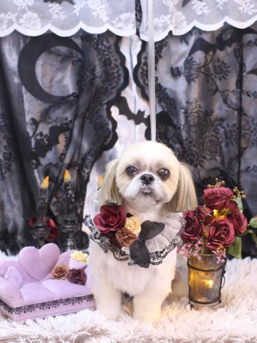 20231015ちょびくん